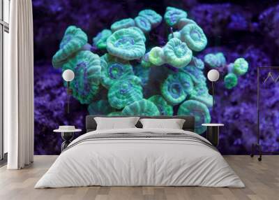 Caulastrea curvata LPS coral Wall mural