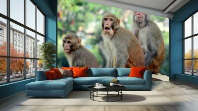 Closeup portrait of a beautiful Rhesus macaque family Wall mural