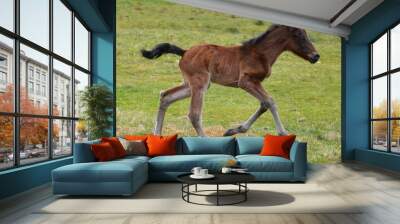 Cute newborn brown foal running in a field - baby horse Wall mural