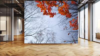 Beautiful shot of bright red leaves and dry branches on a clear sky background Wall mural