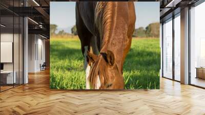 Vertical shot of young brown horse grazing in the green meadow Wall mural