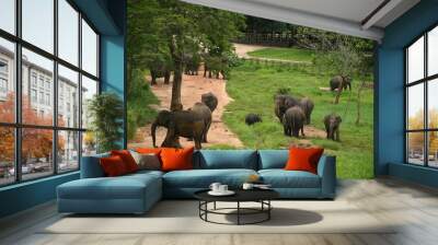 Group of elephants walking through a lush green jungle in Pinnawala, Sri Lanka Wall mural