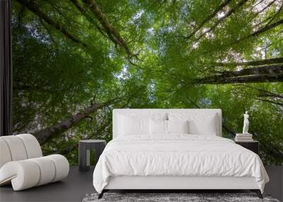 Low angle shot of tall green treetops in a forest Wall mural