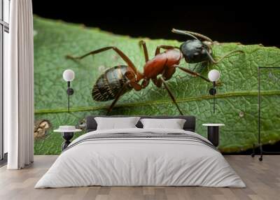 Macro shot of an ant perched atop a green leaf. Wall mural