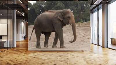 Majestic elephant on sandy terrain with green trees. Wall mural