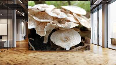 Panoramic shot of white mushrooms in a forest Wall mural