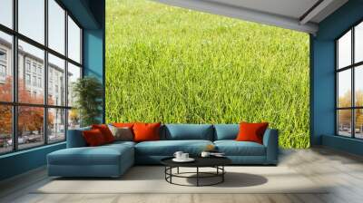 Picturesque grassy meadow in sunlight Wall mural