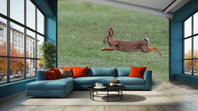 Rabbit leaping across a grassy field, captured mid-air on a sunny day Wall mural