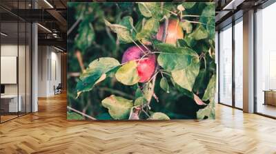 Ripe apples on a tree branch, vertical Wall mural