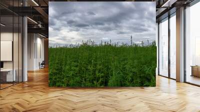 Scenic view of a green open field under a cloudy blue sky on a cloudy day Wall mural