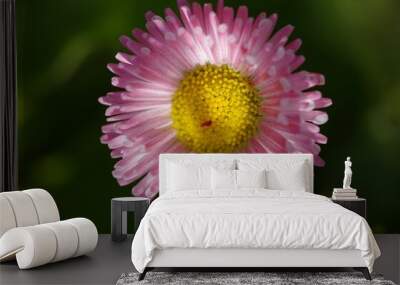 Shallow focus of pink Common daisy, Bellis perennis flower Wall mural