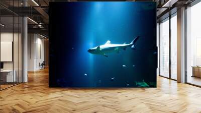 Shark swimming in illuminated aquarium Wall mural