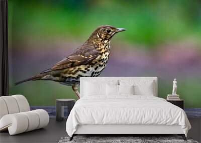 Small, brown and white Song thrush bird with black markings perched atop a green leafy branch Wall mural