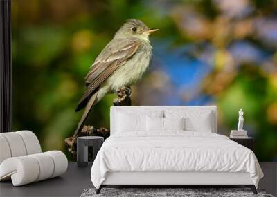 Small bird perched on a branch with a blurred natural background. Wall mural