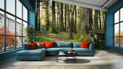 Sunlit forest with moss-covered trees. Wall mural