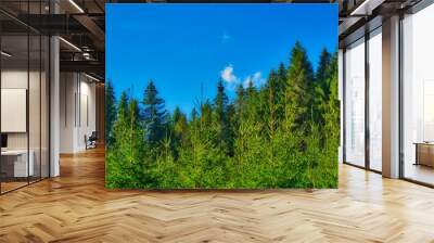 tall trees in the thuringian forest against the blue sky during a sunny autumn day Wall mural