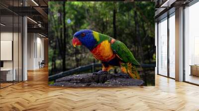 Trichoglossus rubiginosus parrot perching on wood Wall mural