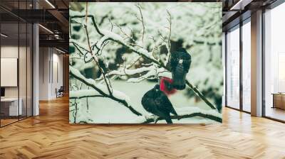 Two black pigeons sitting on a snowy tree branch Wall mural