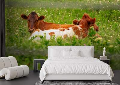 two calves in a field with their heads turned towards the camera Wall mural