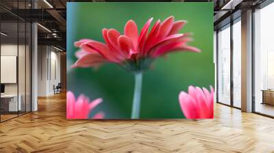 two red flowers that are blooming in a vase together Wall mural