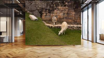 Two young lambs standing in front of a brick wall, grazing on lush green grass. Wall mural