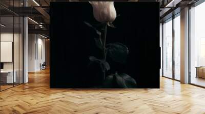 Vertical closeup of a white rose on a dark background Wall mural