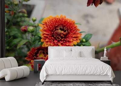 Vibrant chrysanthemum flowers in a garden. Wall mural