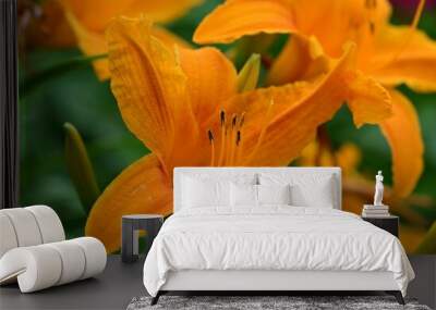 Vibrant orange daylilies in full bloom Wall mural