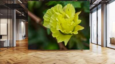 Vibrant yellow Tree cotton (Gossypium arboreum) flower in full bloom Wall mural