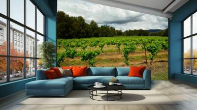 View of green vineyard on a cloudy day Wall mural