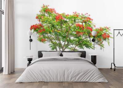 Flam-boyant, Flame Tree, or Royal Poinciana on white background Wall mural