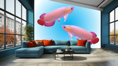 Arowana fishes on blue background Wall mural