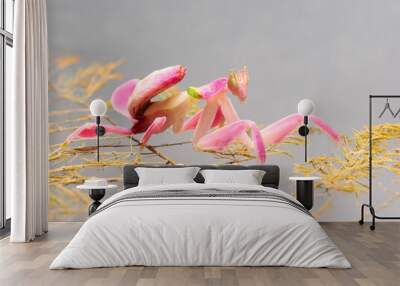 Orchid mantis walking on the leaf and flower Wall mural