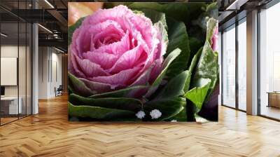 Ornamental kale cabbage sale in fresh vegetable shop. Brassica oleracea. Wall mural