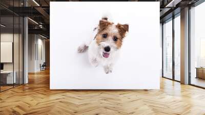 nice, cute dog Jack Russell terrier with pleasure looks at the c Wall mural