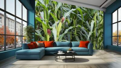 beautiful corn field in the morning with the morning sun Wall mural