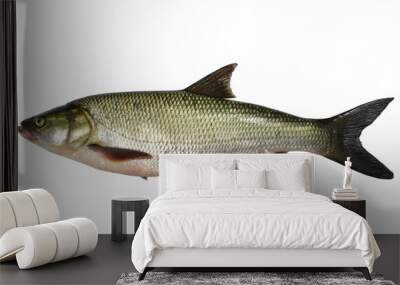 asp predatory freshwater fish on white background Wall mural