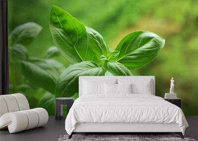 green fresh basil Wall mural