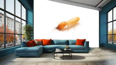 Close up of the Small termite on white background. Side view og the Termites isolate on white background. Wall mural