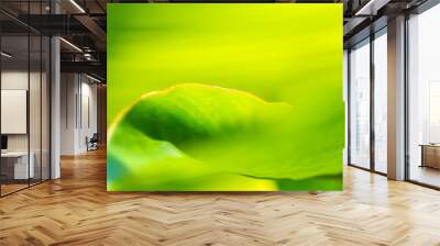 Green banana leaf Textured abstract background Wall mural