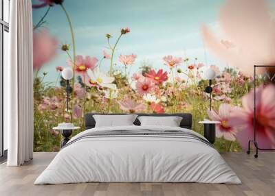 Cosmos flower blossom in garden Wall mural