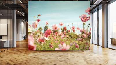 Cosmos flower blossom in garden Wall mural