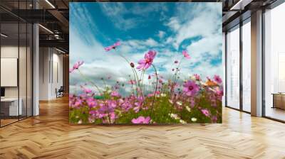 Cosmos flower blossom in garden Wall mural