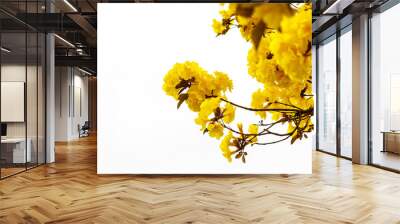 Yellow tabebuia flower blossom Yellow tabebuia flower blossom on Wall mural