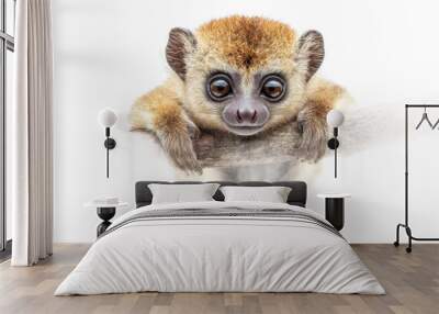 Adorable Baby Loris Hanging Wall mural