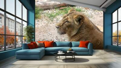 Asiatic lion (Panthera leo persica). A critically endangered species. Wall mural