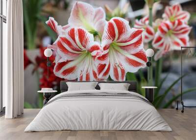 Beautifully blooming red and white amaryllis flowers Wall mural