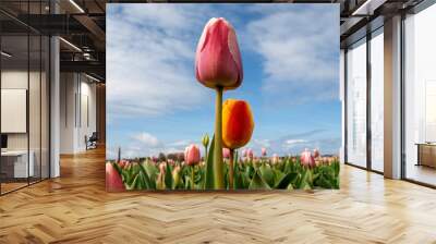 Tulip fields of the Bollenstreek, South Holland, Netherlands Wall mural