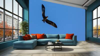 wild eagle in flight. the Siberian hawk spread its wings beautifully in search of prey, against the blue sky Wall mural