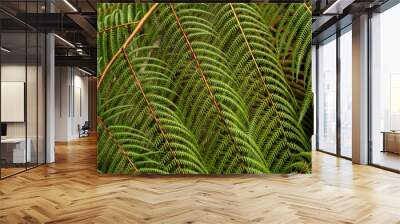 Tree fern branches in the forest Wall mural